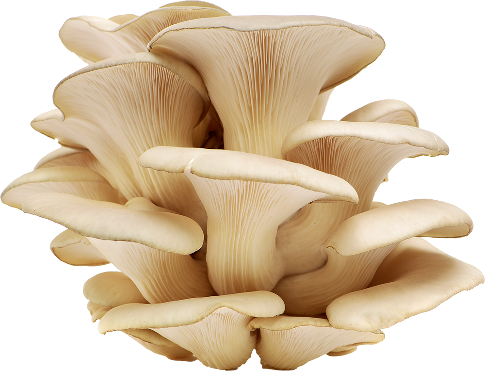 Photo d'un champignon « pleurotus ostreatus », communément appelé pleurote en forme d'huître.