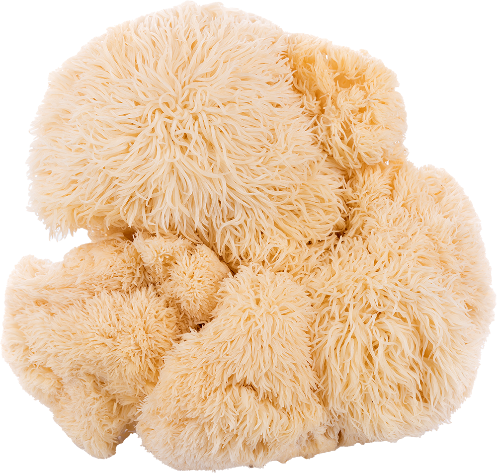 Photo d'un champignon « hericium erinaceus », communément appelé hydne hérisson.